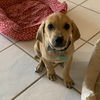 Sheldon (now Dexter)
