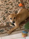 Sheldon (now Dexter)