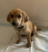 Sheldon (now Dexter)