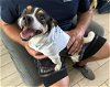 adoptable Dog in orlando, FL named Riker