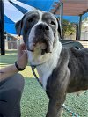 adoptable Dog in orlando, FL named Jag