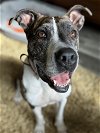 adoptable Dog in orlando, FL named Glacier