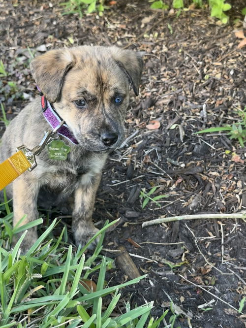 Bandit (Now Bear)