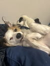 Benji