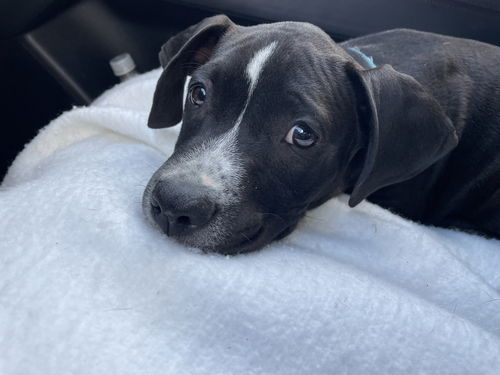 picture of the dog needing adoption
