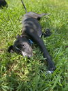 Asher (now Grange
