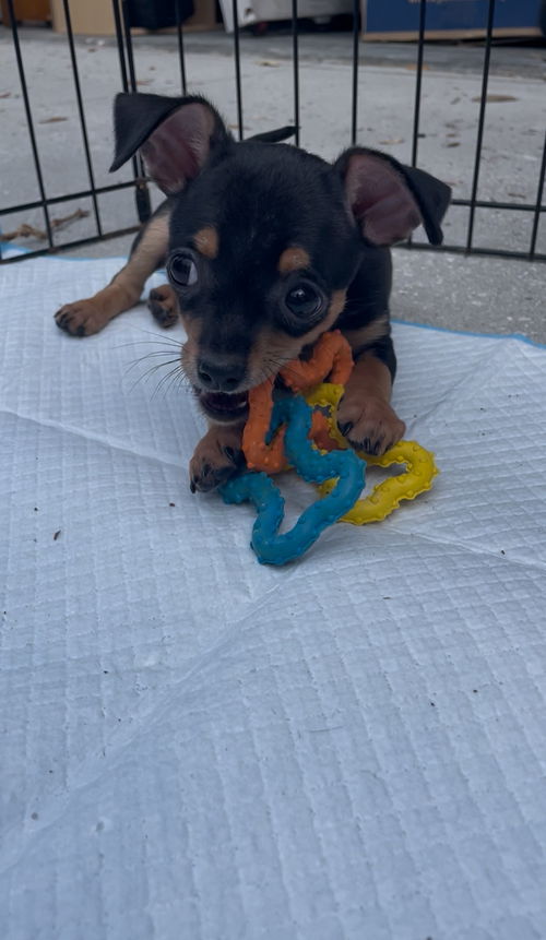 Scooby