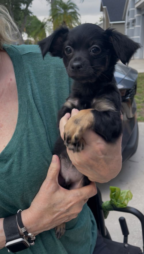 Scrappy (now Rocket)