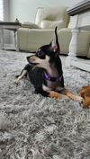Daphne