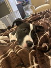 Jack