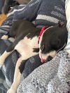 Jack