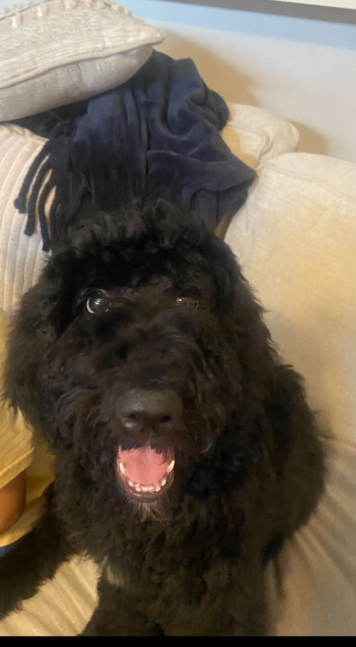 Sampson (previously Max)