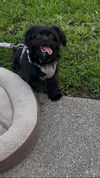 Izzy