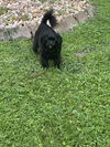 Izzy
