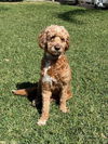 Benji