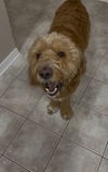 Benji