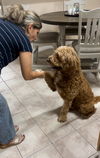 Benji