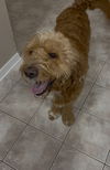 Benji