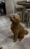 Benji