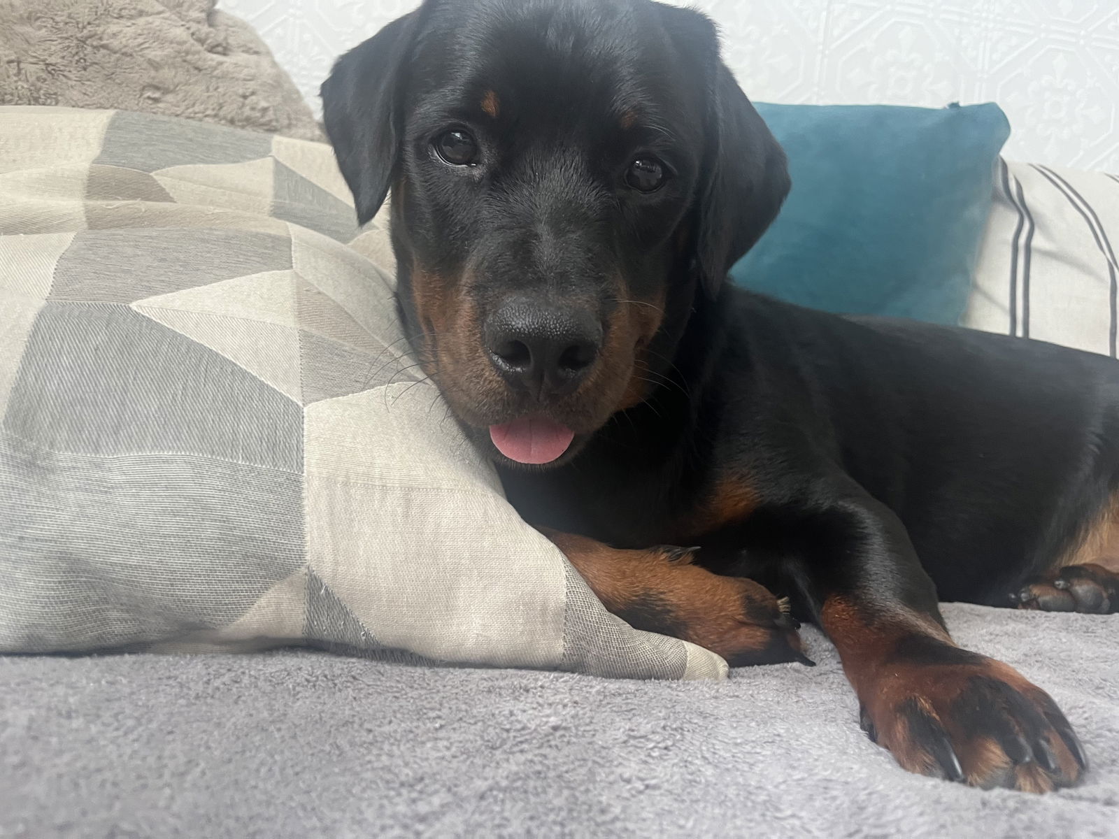 adoptable Dog in Orlando, FL named Dexter