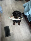 Dexter