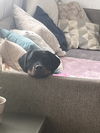 Dexter