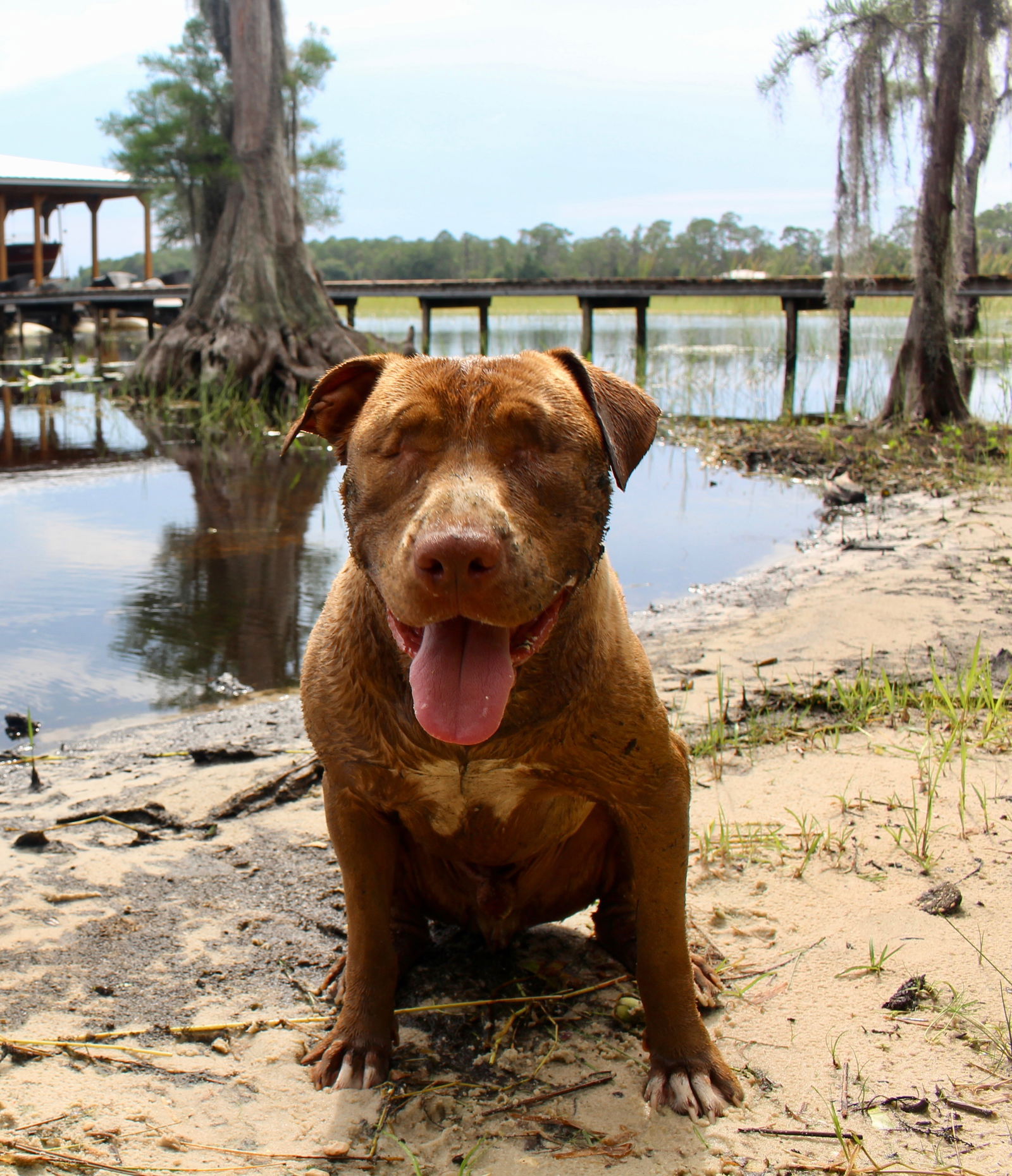adoptable Dog in Orlando, FL named Beau Killian Wyatt