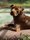 Beau Killian Wyatt 2