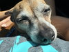 Spud