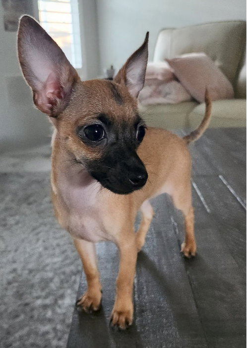 CASHEW