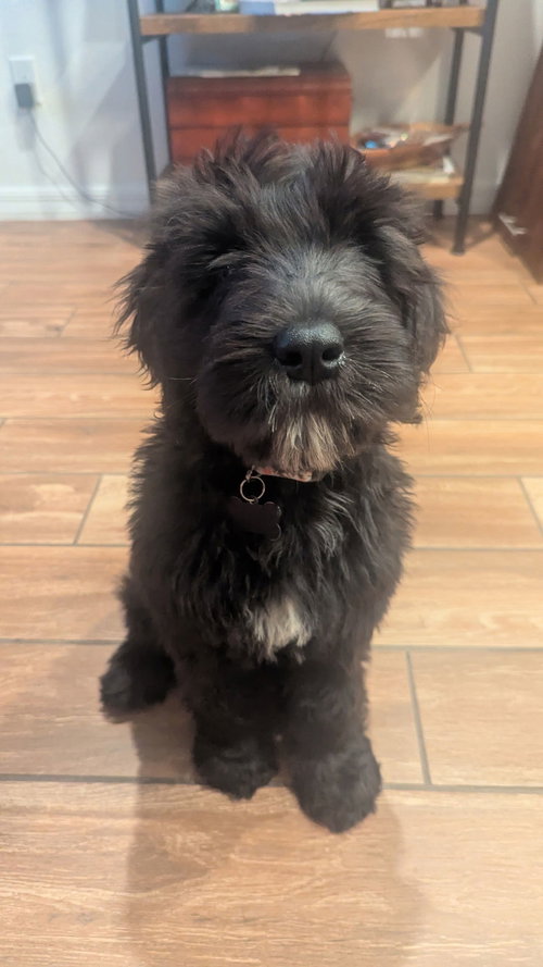 POPPY