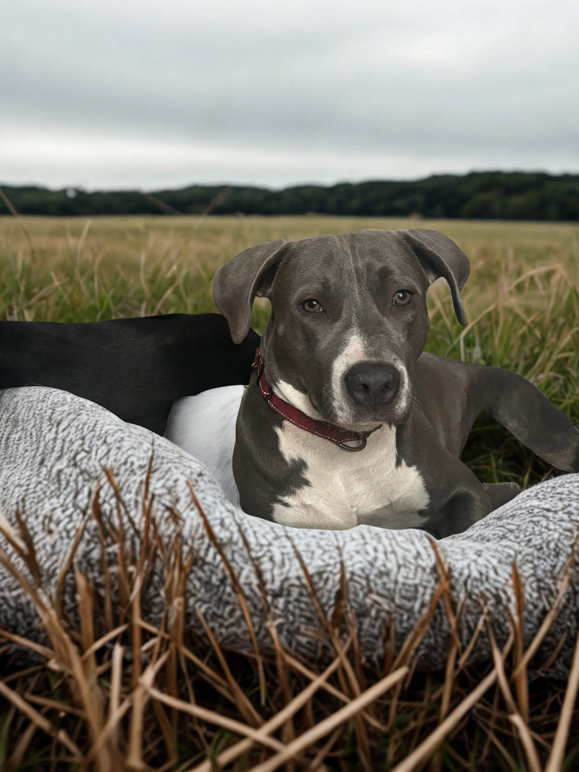 Marcy - Pit Bull Terrier