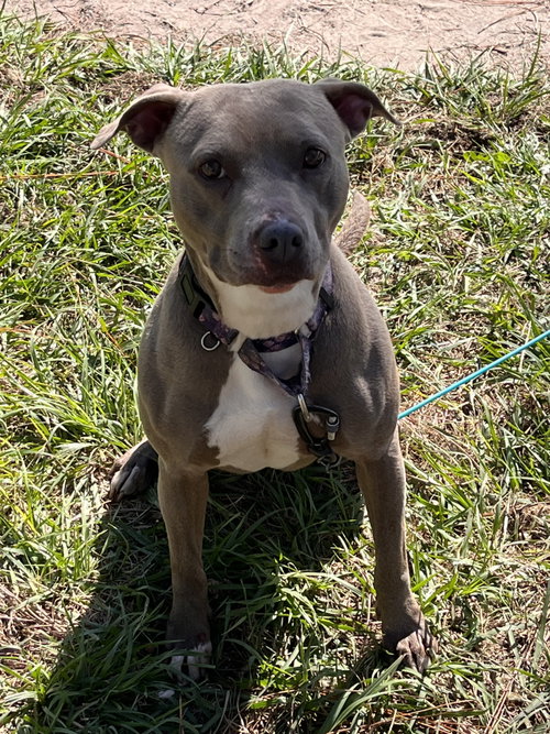 Penny (Penelope) photo 3