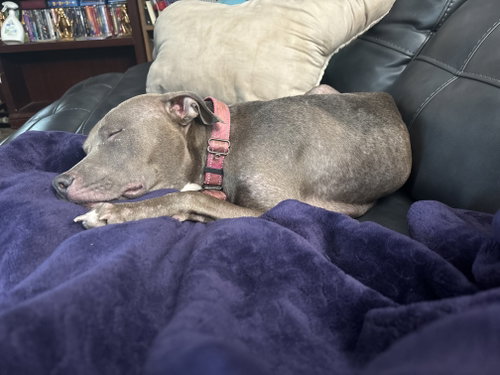 Penny (Penelope) photo 6