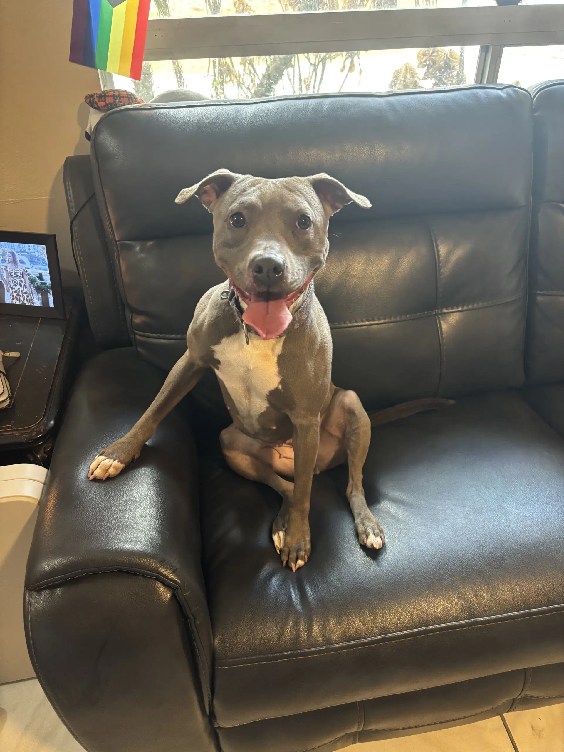 Penny Penelope - Pit Bull Terrier