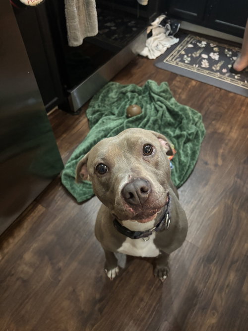 Penny (Penelope) photo 4