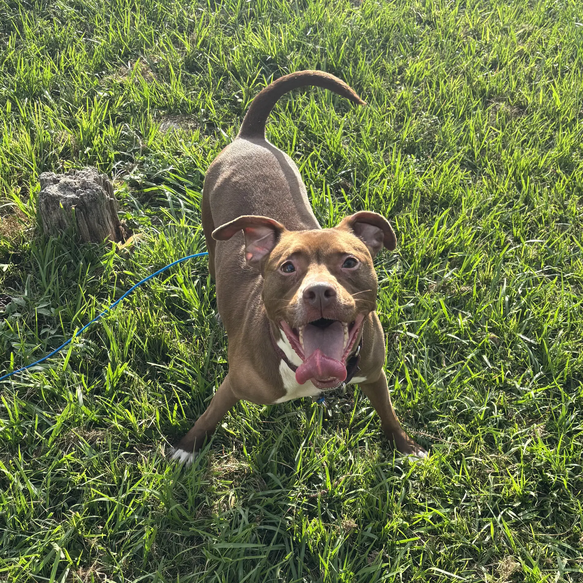 Sage - Pit Bull Terrier