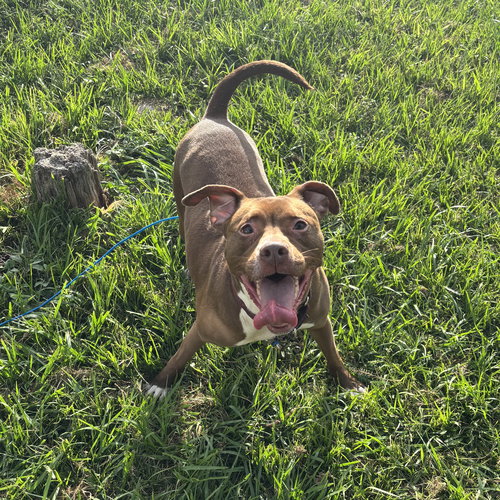 Sage, an adoptable Pit Bull Terrier in Orlando, FL