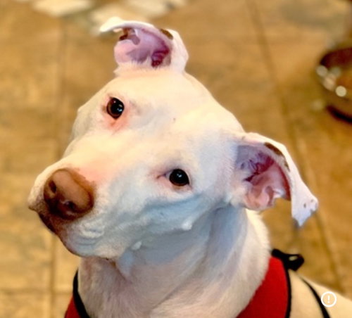 Lupe, an adoptable Staffordshire Bull Terrier in Orlando, FL