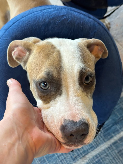 Blossom, an adoptable Pit Bull Terrier in Orlando, FL