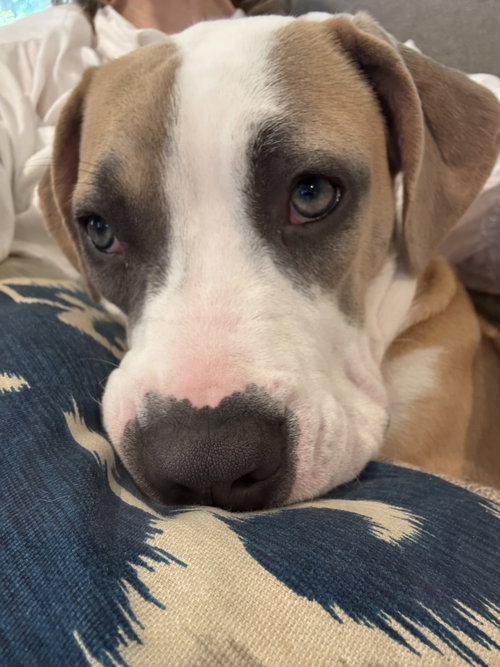 Blossom, an adoptable Pit Bull Terrier in Orlando, FL