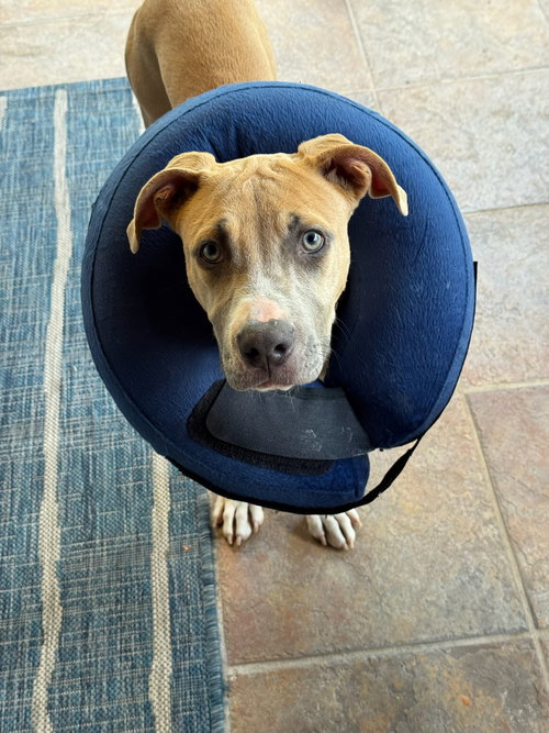 Bubbles, an adoptable Pit Bull Terrier in Orlando, FL