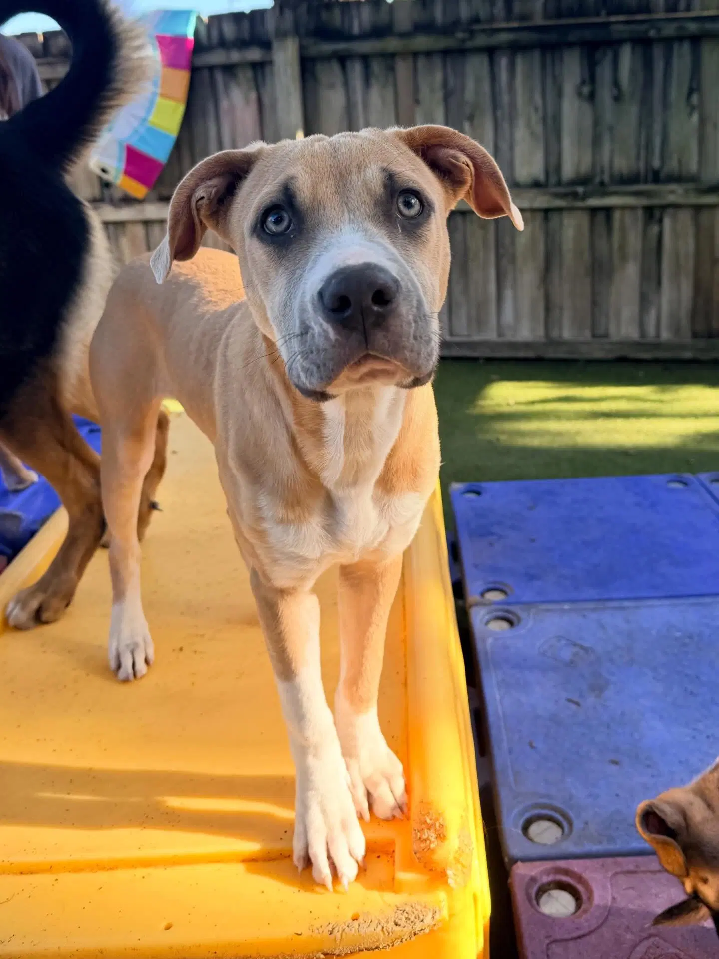 Bubbles - Pit Bull Terrier