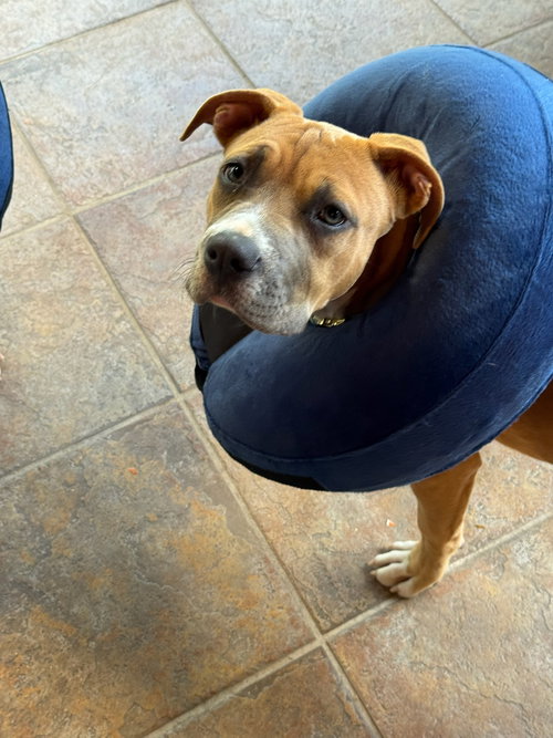 Buttercup, an adoptable Pit Bull Terrier in Orlando, FL