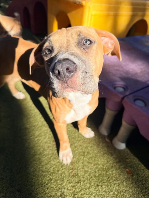 Buttercup, an adoptable Pit Bull Terrier in Orlando, FL