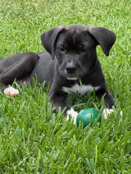 Ranger, an adoptable Unknown breed in Orlando, FL