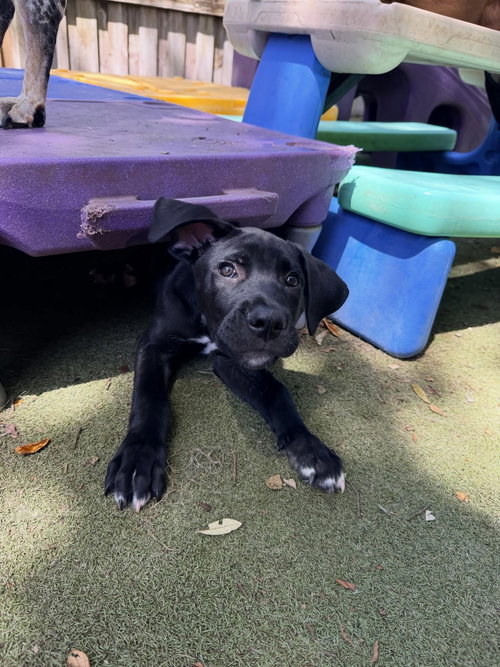 Austin, an adoptable Unknown breed in Orlando, FL