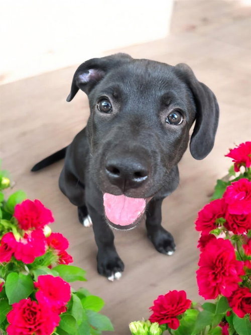 Cooper, an adoptable Unknown breed in Orlando, FL