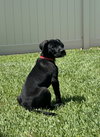 Cooper