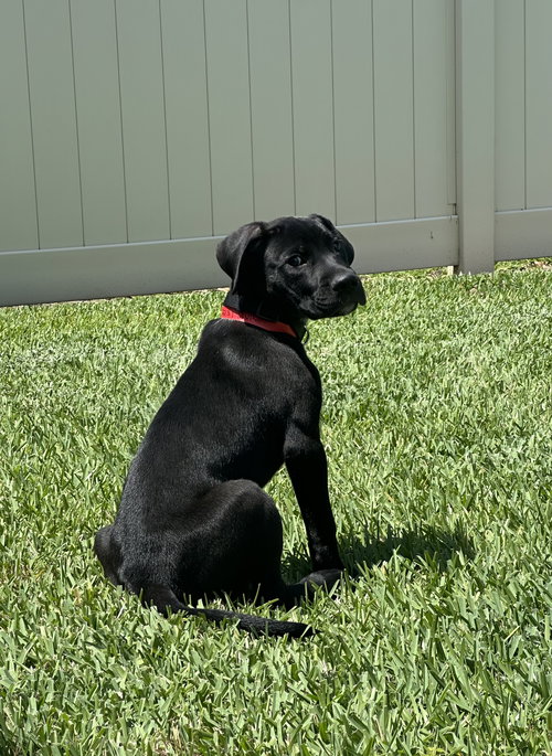 Cooper, an adoptable Unknown breed in Orlando, FL